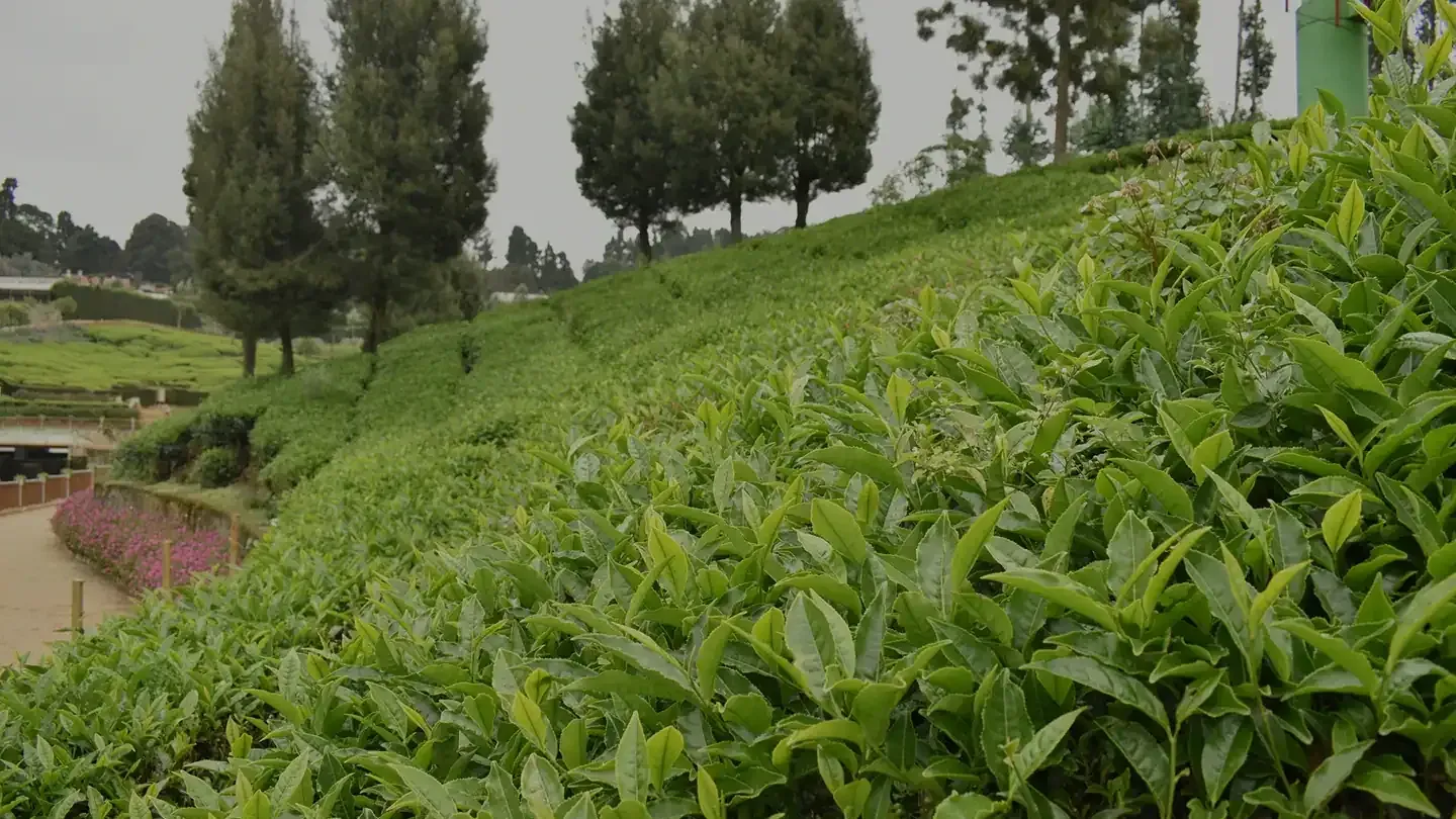 Tea plantation rows