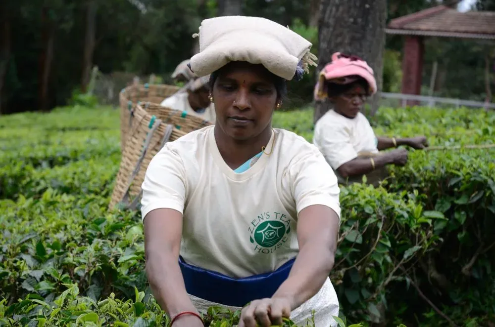 Zen's Tea House team at work