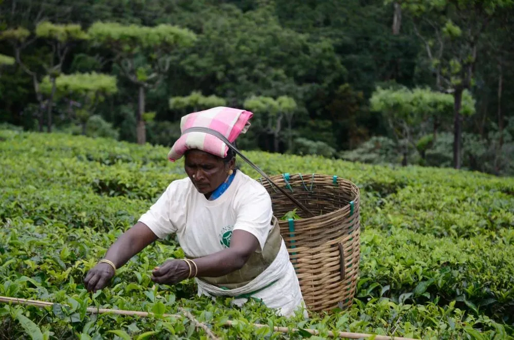 Organically farmed tea