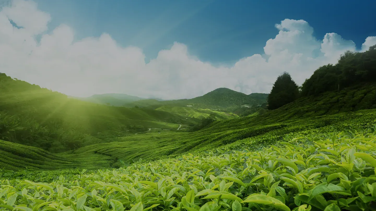 Rolling green tea fields under a blue sky