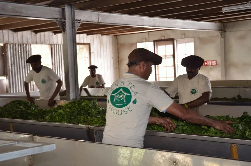 A Zen's Tea House team member at a tea factory