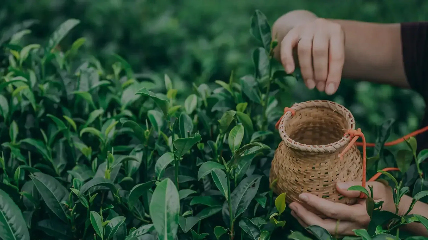 Hands picking tea leaves into a woven basket