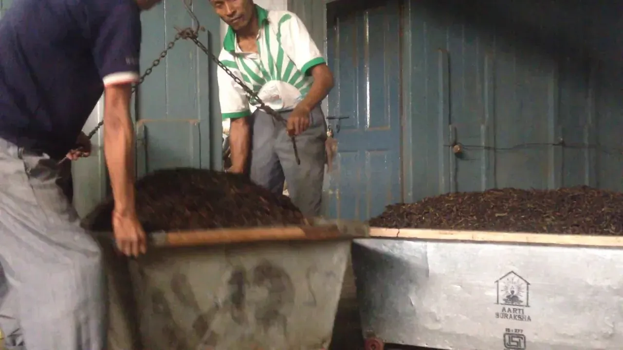 Organic Tea Factory #8