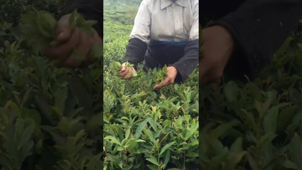 Picking tea leaves ~