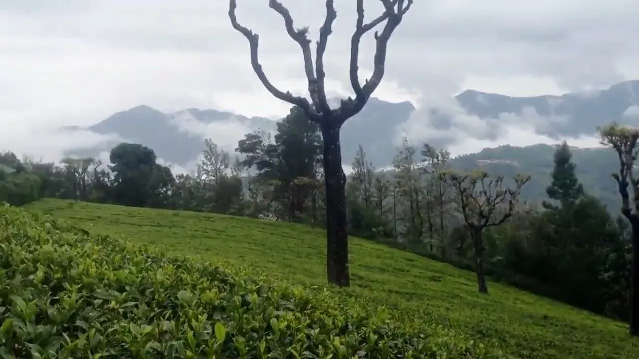 Zen Indian Tea Garden
